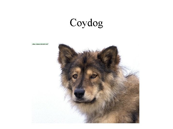 Coydog 