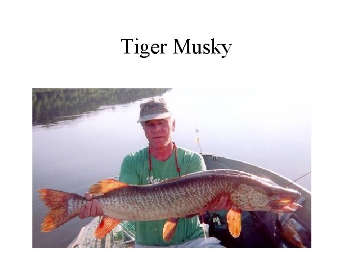 Tiger Musky 