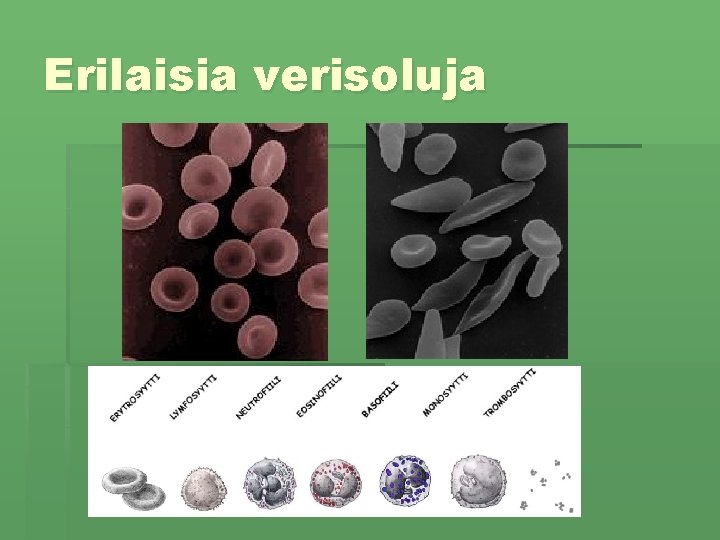 Erilaisia verisoluja 