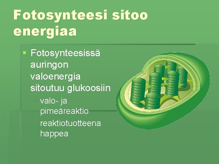 Fotosynteesi sitoo energiaa § Fotosynteesissä auringon valoenergia sitoutuu glukoosiin § valo- ja pimeäreaktio §