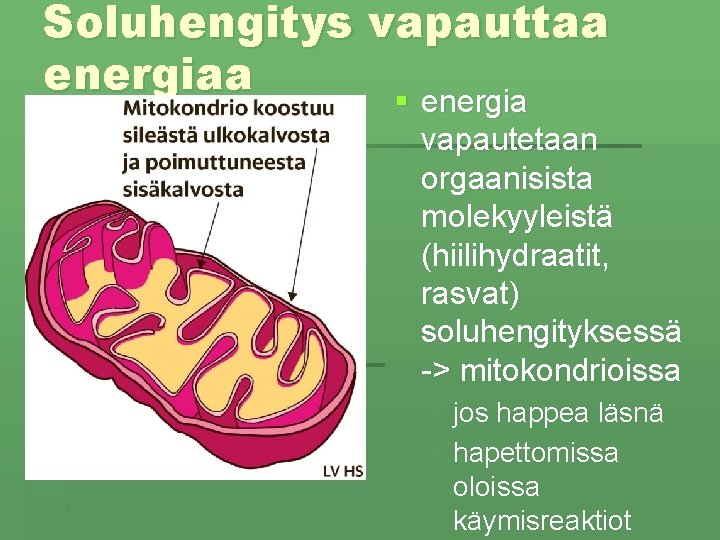Soluhengitys vapauttaa energiaa § energia vapautetaan orgaanisista molekyyleistä (hiilihydraatit, rasvat) soluhengityksessä -> mitokondrioissa §