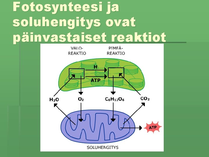 Fotosynteesi ja soluhengitys ovat päinvastaiset reaktiot 