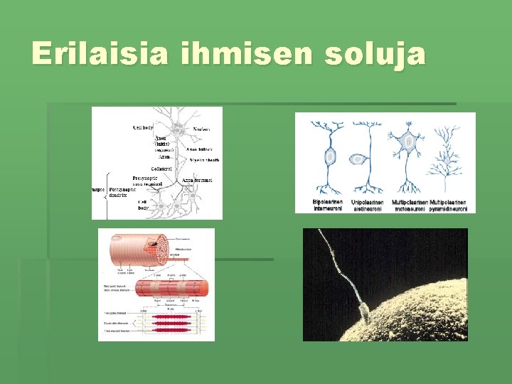 Erilaisia ihmisen soluja 