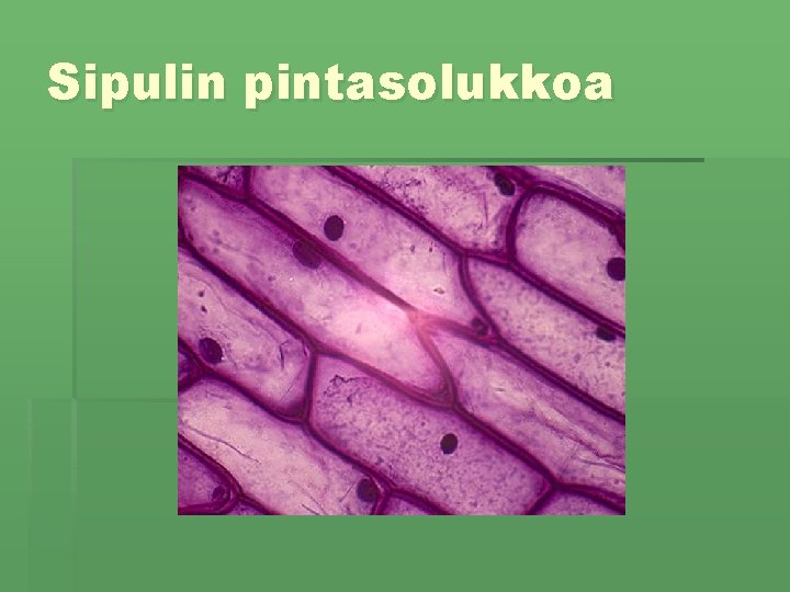 Sipulin pintasolukkoa 