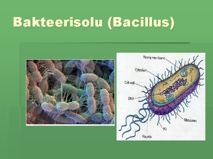 Bakteerisolu (Bacillus) 