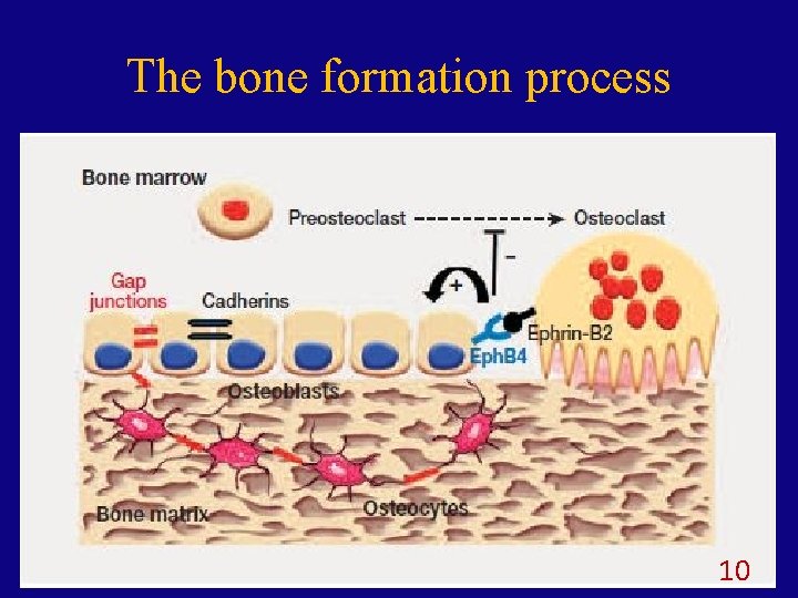 The bone formation process 10 