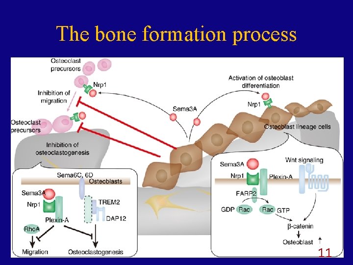 The bone formation process 11 