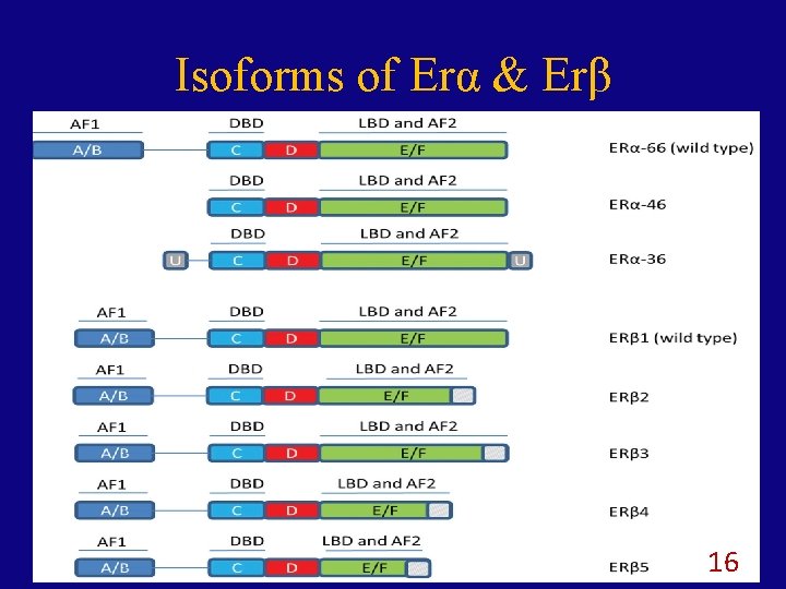 Isoforms of Erα & Erβ 16 