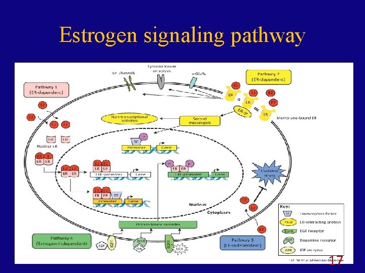 Estrogen signaling pathway 17 