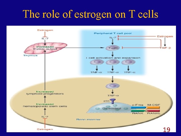 The role of estrogen on T cells 19 