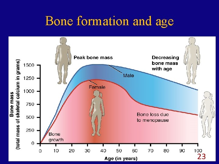 Bone formation and age 23 
