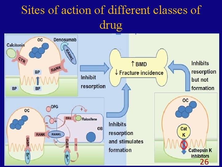 Sites of action of different classes of drug 26 
