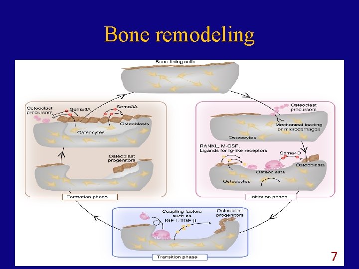 Bone remodeling 7 