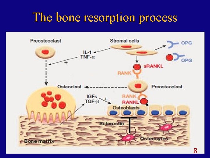 The bone resorption process 8 