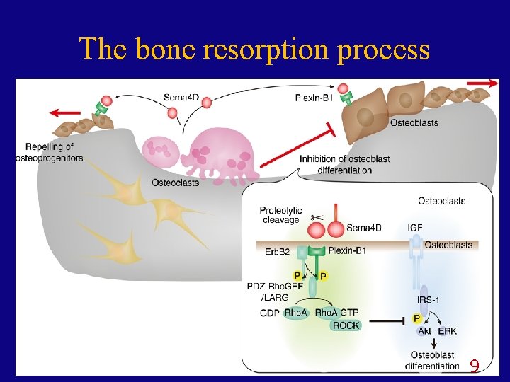 The bone resorption process 9 