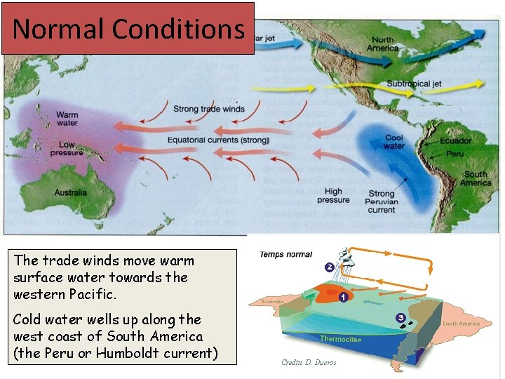 Normal Conditions The trade winds move warm surface water towards the western Pacific. Cold Normal Conditions The trade winds move warm surface water towards the western Pacific. Cold
