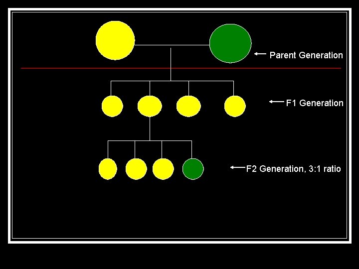 Parent Generation F 1 Generation F 2 Generation, 3: 1 ratio 