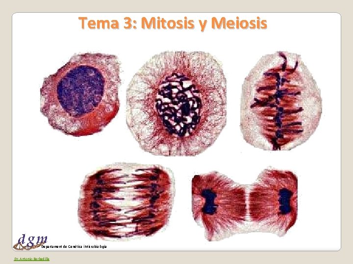 Tema 3: Mitosis y Meiosis Departament de Genètica i Microbiologia Dr. Antonio Barbadilla 