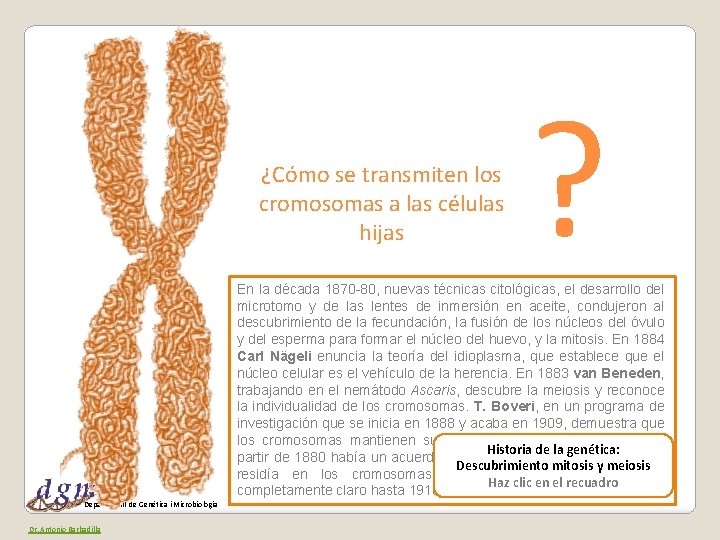 ¿Cómo se transmiten los cromosomas a las células hijas ? En la década 1870