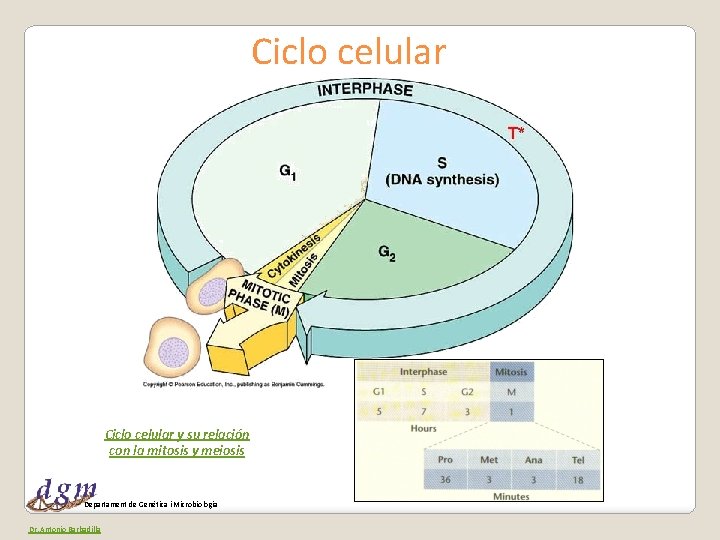 Ciclo celular y su relación con la mitosis y meiosis Departament de Genètica i