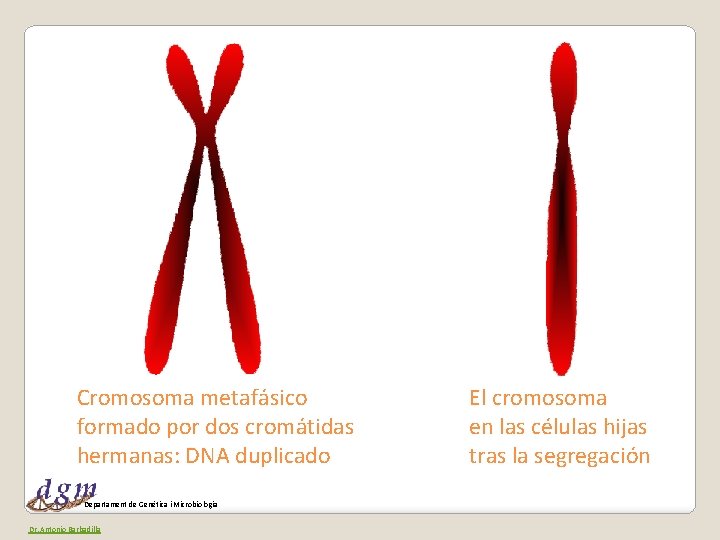 Cromosoma metafásico formado por dos cromátidas hermanas: DNA duplicado Departament de Genètica i Microbiologia