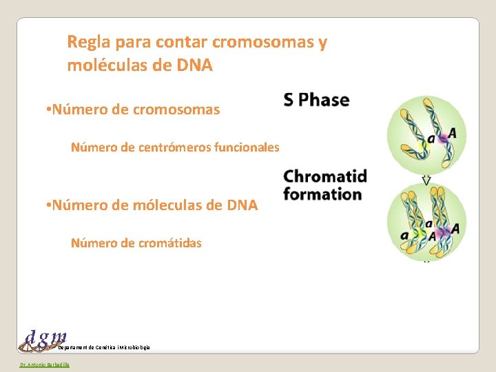 Regla para contar cromosomas y moléculas de DNA • Número de cromosomas Número de