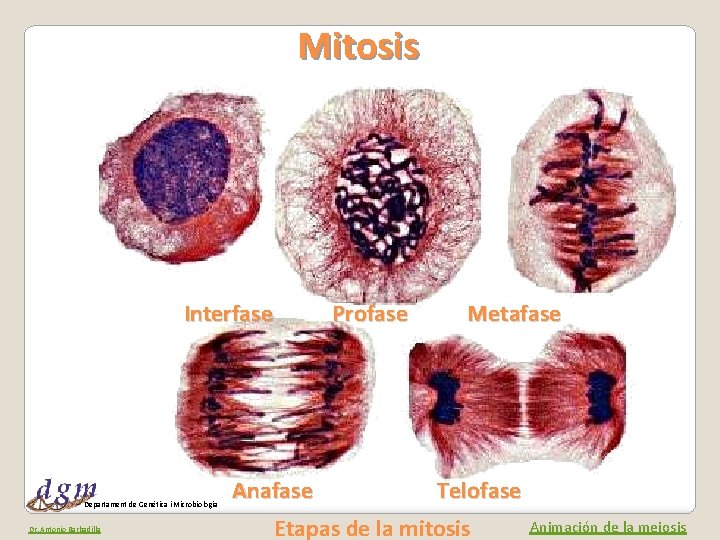 Mitosis Interfase Profase Metafase Departament de Genètica i Microbiologia Dr. Antonio Barbadilla Anafase Telofase