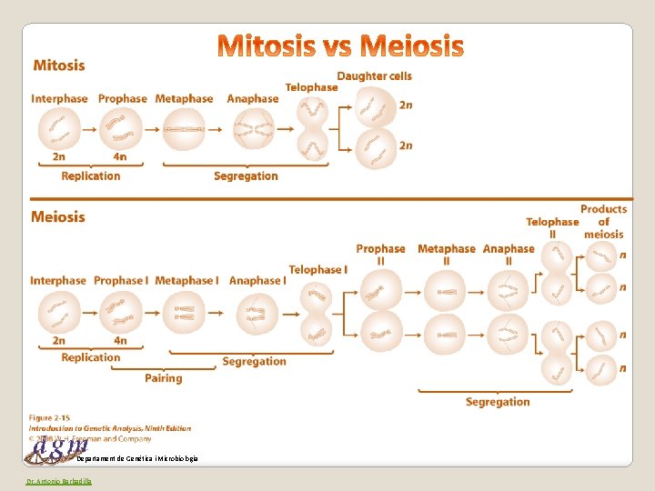 Departament de Genètica i Microbiologia Dr. Antonio Barbadilla 