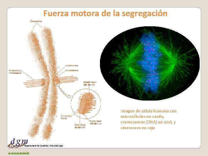 Fuerza motora de la segregación Imagen de célula humana con microtúbulos en verde, cromosomas