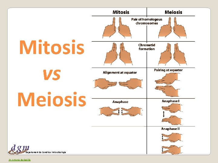 Mitosis vs Meiosis Departament de Genètica i Microbiologia Dr. Antonio Barbadilla 