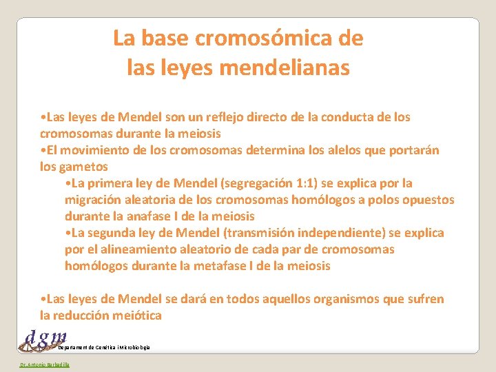 La base cromosómica de las leyes mendelianas • Las leyes de Mendel son un