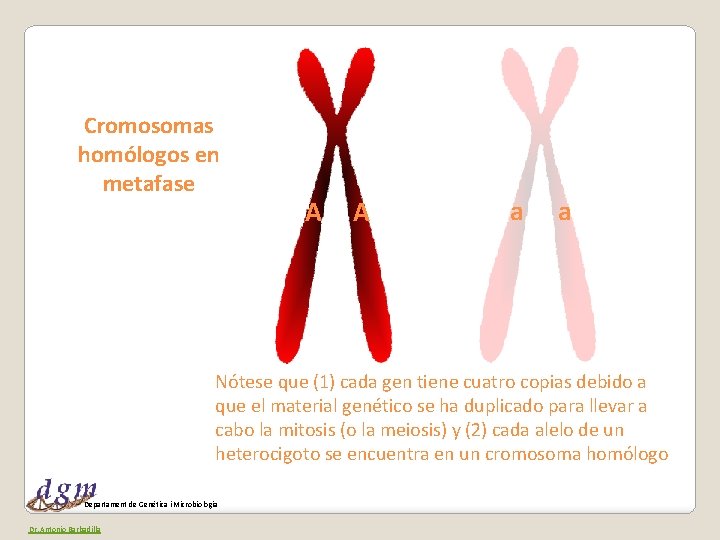 Cromosomas homólogos en metafase A A a a Nótese que (1) cada gen tiene