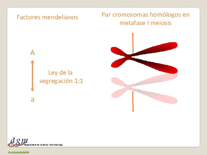 Factores mendelianos A Ley de la segregación 1: 1 a Departament de Genètica i