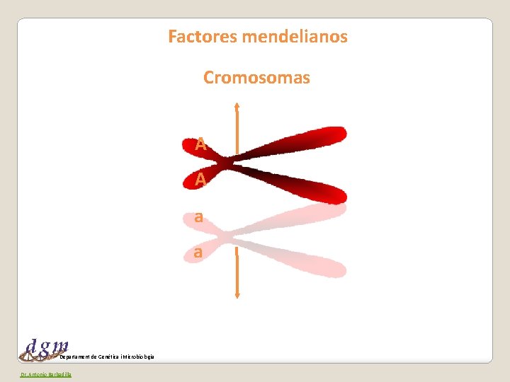 Factores mendelianos Cromosomas A A a a Departament de Genètica i Microbiologia Dr. Antonio