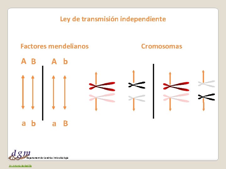 Ley de transmisión independiente Factores mendelianos A B A b a B Departament de