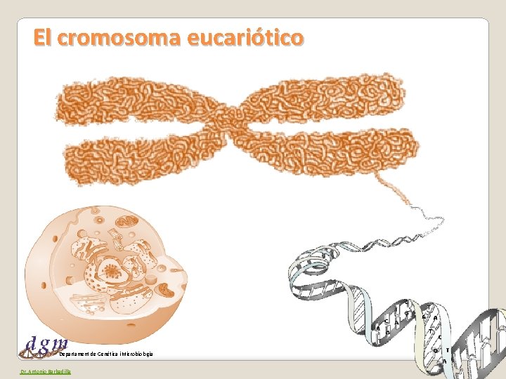 El cromosoma eucariótico Departament de Genètica i Microbiologia Dr. Antonio Barbadilla 