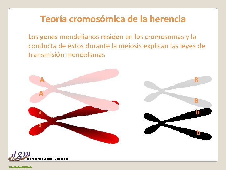 Teoría cromosómica de la herencia Los genes mendelianos residen en los cromosomas y la