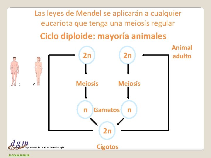 Las leyes de Mendel se aplicarán a cualquier eucariota que tenga una meiosis regular