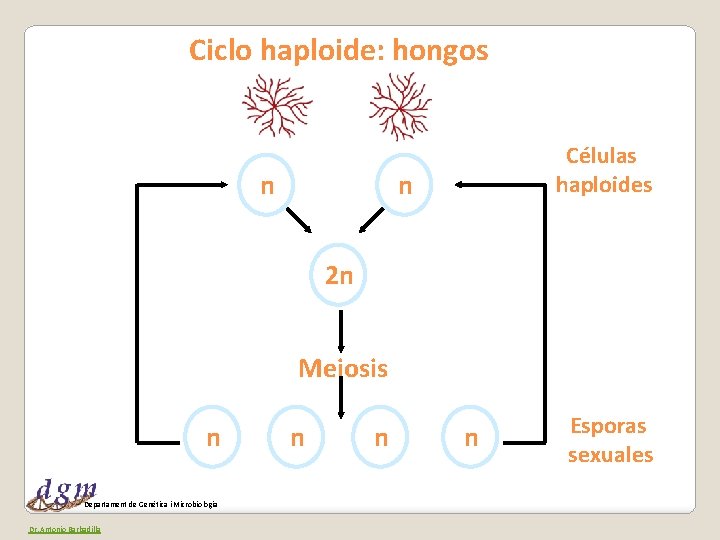 Ciclo haploide: hongos n Células haploides n 2 n Meiosis n Departament de Genètica