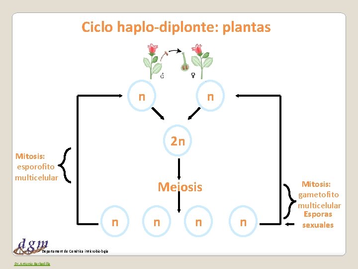 Ciclo haplo-diplonte: plantas n n 2 n Mitosis: esporofito multicelular Meiosis n Departament de