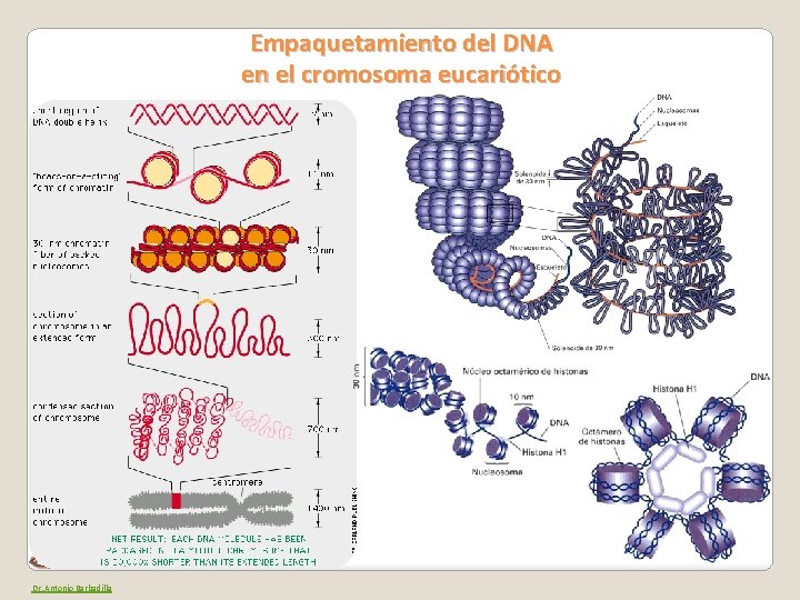 Empaquetamiento del DNA en el cromosoma eucariótico Departament de Genètica i Microbiologia Dr. Antonio