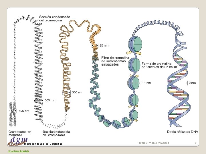 Departament de Genètica i Microbiologia Dr. Antonio Barbadilla Tema 3: Mitosis y meiosis 5