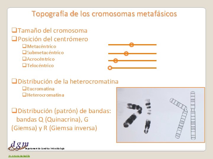 Topografía de los cromosomas metafásicos q. Tamaño del cromosoma q. Posición del centrómero q.