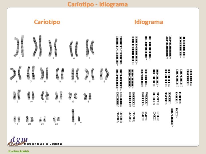 Cariotipo - Idiograma Cariotipo Departament de Genètica i Microbiologia Dr. Antonio Barbadilla Idiograma 