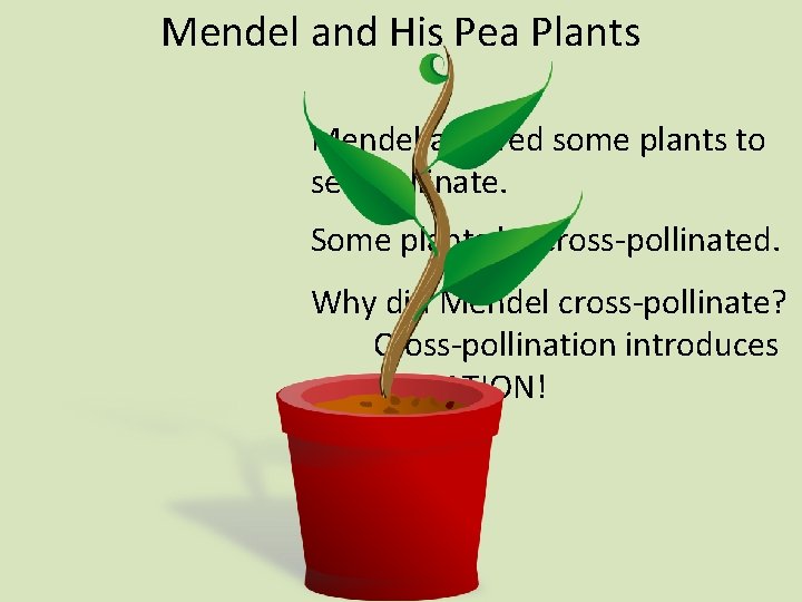 Mendel and His Pea Plants Mendel allowed some plants to self-pollinate. Some plants he