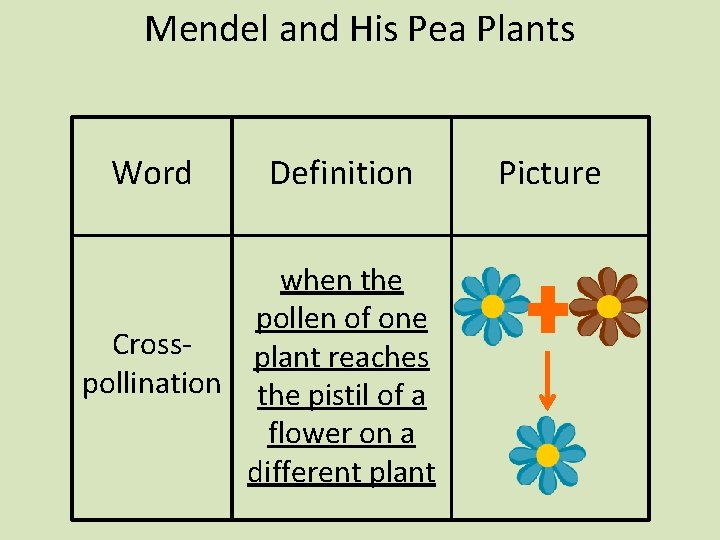 Mendel and His Pea Plants Word Definition when the pollen of one Crossplant reaches