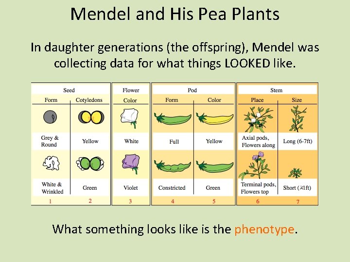 Mendel and His Pea Plants In daughter generations (the offspring), Mendel was collecting data