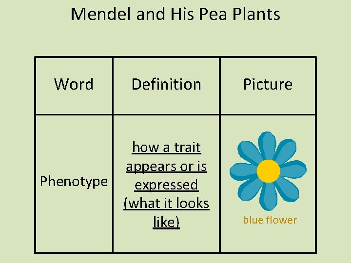 Mendel and His Pea Plants Word Definition how a trait appears or is Phenotype