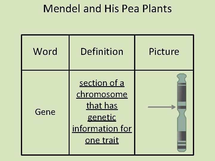 Mendel and His Pea Plants Word Definition Gene section of a chromosome that has