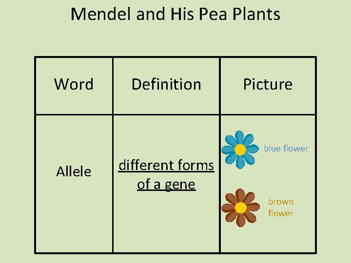 Mendel and His Pea Plants Word Definition Picture blue flower Allele different forms of